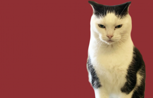 Udruženje za zaštitu životinja traži dom za "najgoru mačku na svetu"