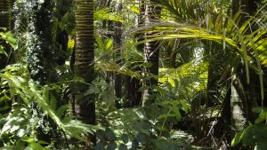 U Amazoniji otkriveno preko 11.000 vrsta drveća