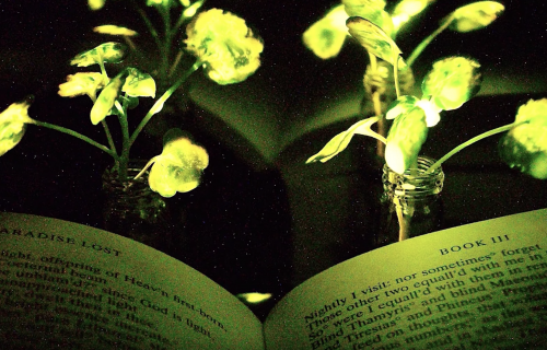 Ulice budućnosti biće osvetljene biljkama (VIDEO)