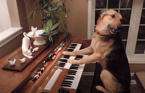 NEODOLJIVO: Ovi psi sami rade vežbe, sviraju klavir i donose pivo! (VIDEO)